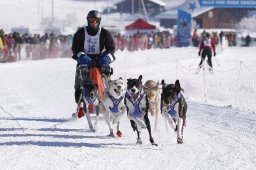 Lenk 2013